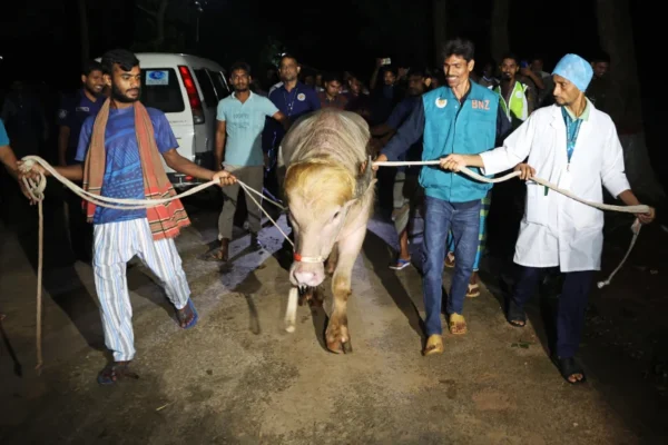 Donald Trump Buffalo Saved From Eid Sacrifice in BD